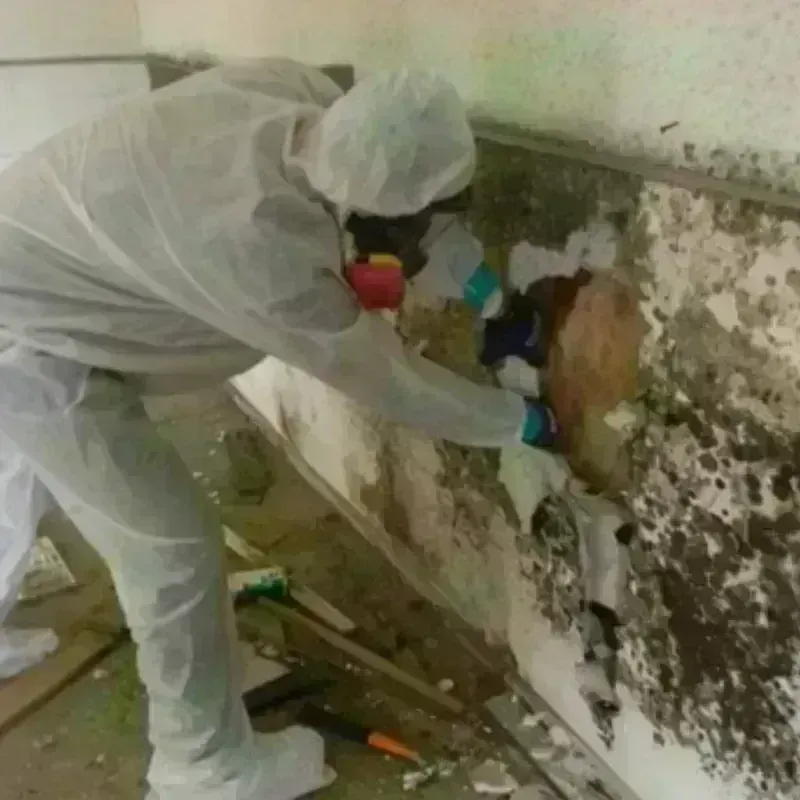 Mold Remediation and Removal in Wood River, NE